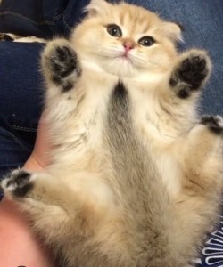 Create meme: kitty cat, seals cimoc, cute cats