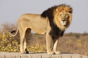 Create meme: Leo the lion, lion, African lion
