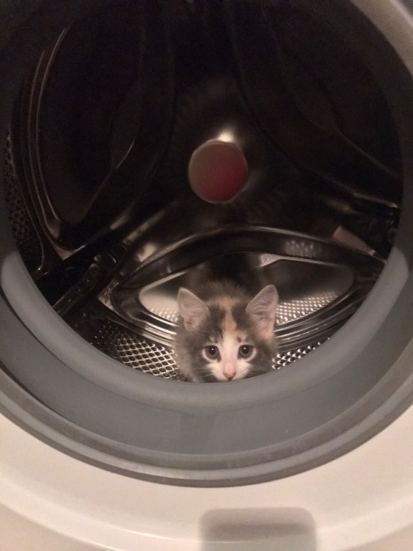 Create meme: the cat in the washing machine, a domestic cat, cat in the washing machine