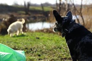 Create meme: Scottish Terrier, Dog, dog