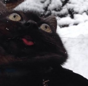 Create meme: cat with tongue hanging out meme, stoned cats, winter cat herring