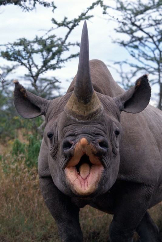 Создать мем: камерунский черный носорог, лицо носорога, носорог