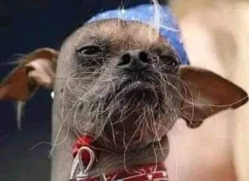 Create meme: bald dog, a dog with a mustache, funny bald dog
