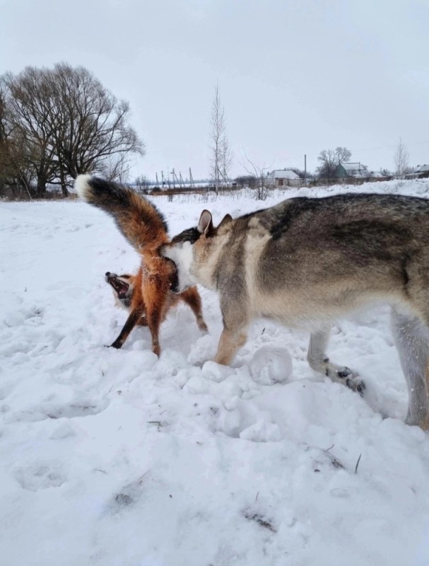 Create meme: wolf ayavrik, malamute and fox, wolf home