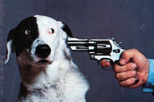 Create meme: we'll shoot this dog, sabaki with a gun picture, a photo of the dog with the gun