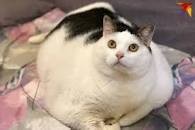 Создать мем: самые толстые коты, кот, самый толстый кот