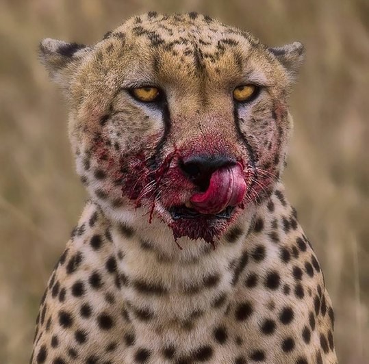 Create meme: cheetah grin, Cheetah , Cheetah blood