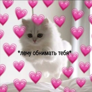 Create meme: seals, cats love, cute cats