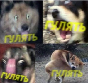 Создать мем: funny memes, my pets, собака