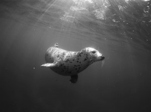 Create meme: underwater photography, b & W pictures, kit BW