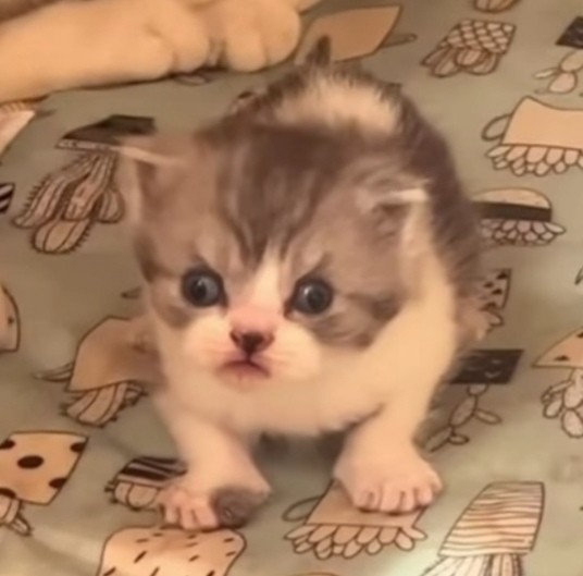 Create meme: adorable kittens, cute cats , kitty 