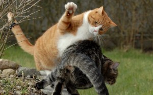 Create meme: cat fight, cat, cats couple