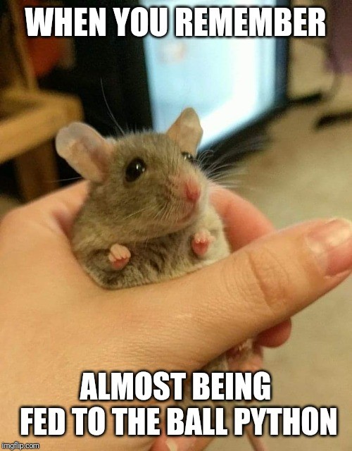 Мем с мышкой с большими глазами. Мышь Мем. Крысы мыши Мем. Мемы про мышку. Мемы с мышами.