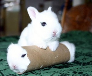 Создать мем: baby bunny, мини кролики, карликовый кролик