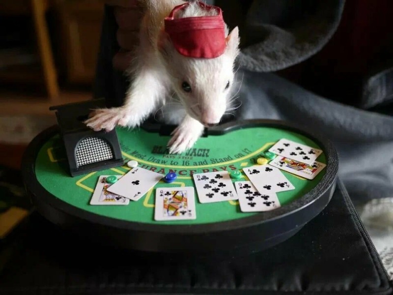 Создать мем: крыса дамбо, забавные животные, покерная крыса