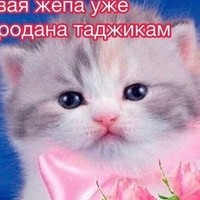 Create meme: postcards with kittens, cat, cat