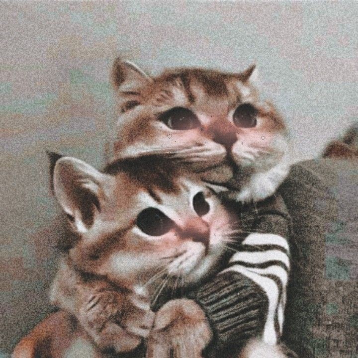 Создать мем: обнимающиеся котики, котики любовь, милые котики