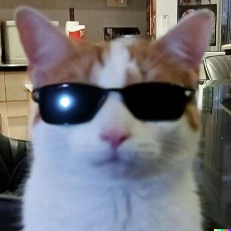 Create meme: cats , cool cats , cat 