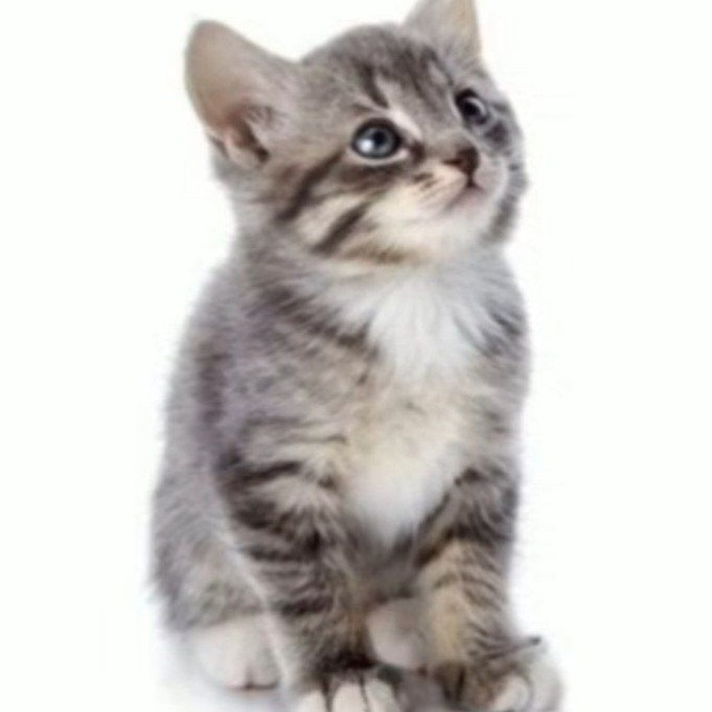 Create meme: cute kittens on a white background, a cat on a white background, kitten on a white background