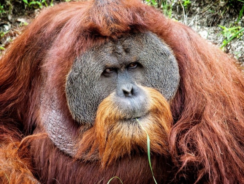 Create meme: Sumatran orangutan, sumatran orangutan, female orangutan