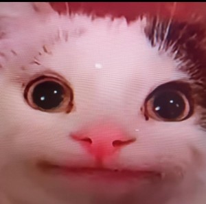 Create meme: cat, funny cute cats, stoned cat