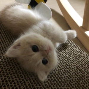 Create meme: adorable kittens, cat, cute cats