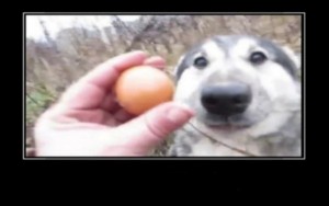 Create meme: meme, eggs, dog
