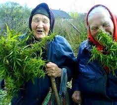 Create meme: granny with cannabis, grandmother , money with cannabis