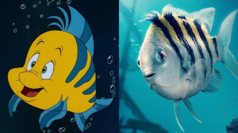Create meme: flounder, little mermaid fish flounder, flounder fish breed