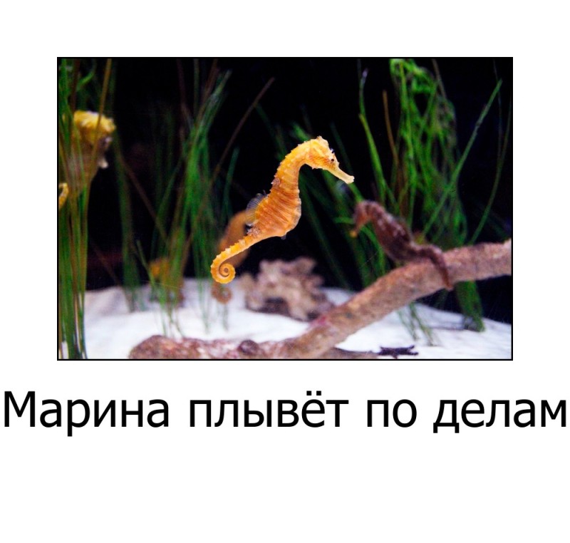 Create meme: seahorse , freshwater aquarium seahorse, aquarium in moscow