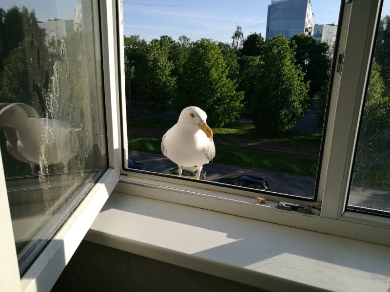 Create meme: Seagull bird, Seagull , impudent bird