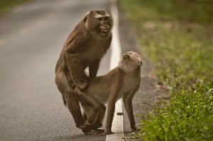 Create meme: mating monkeys