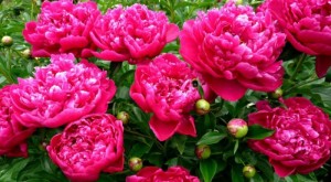 Create meme: florist, peonies for you, peonies planting and care