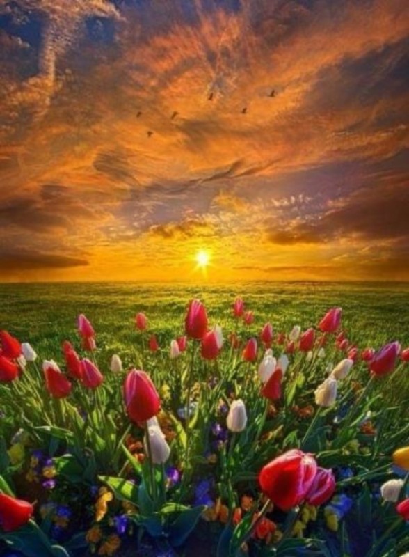Создать мем: тюльпаны цветы, закат пейзаж, цветущее поле