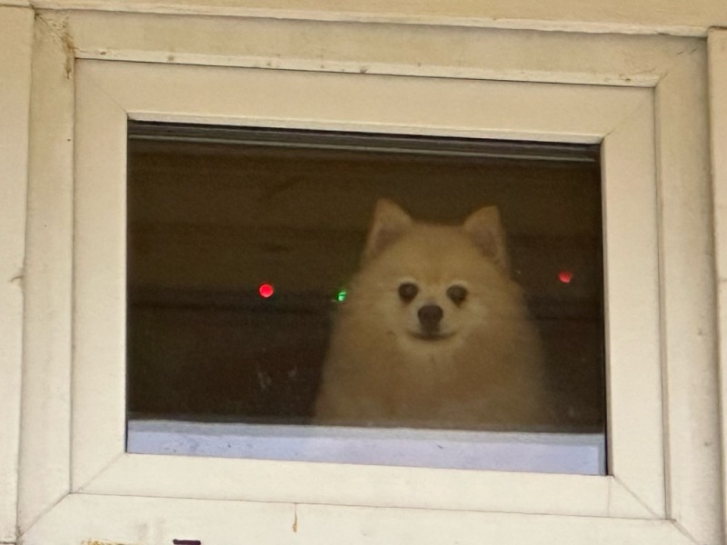 Create meme: male dog, dog, the Samoyed