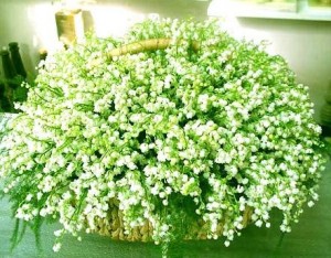 Create meme: gypsophila, spring tenderness, Lily of the valley
