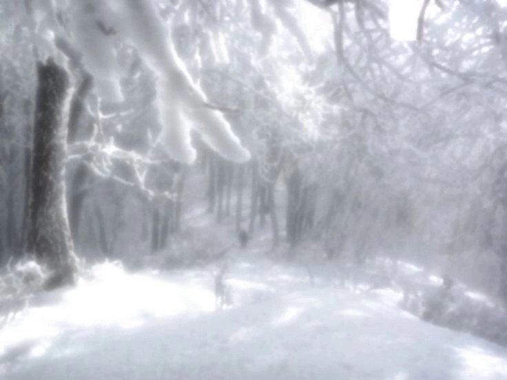 Create meme: forest snow , winter snow, in the winter forest