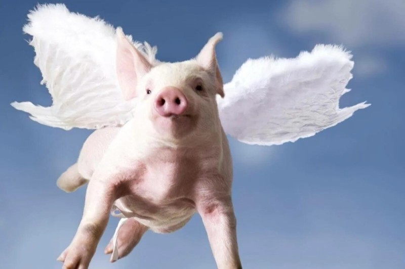 Создать мем: свинья, летающие свинки, свиньи с крыльями