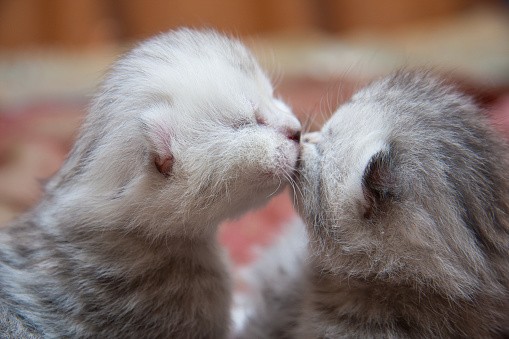 Create meme: the cat kisses the kitty, adorable kittens, kissing cat