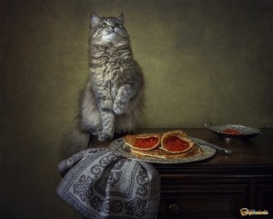 Create meme: animals cats, the cat with the pancakes