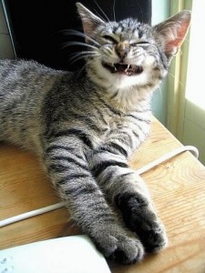 Создать мем: кот приветствует, широко улыбающийся кот, довольный кот