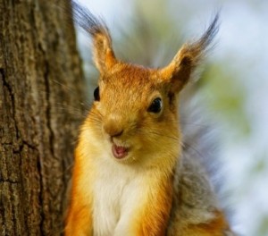 Create meme: red squirrel, proteins animals, protein