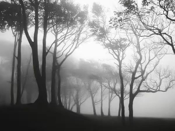 Create meme: misty forest, fog , the landscape is gloomy