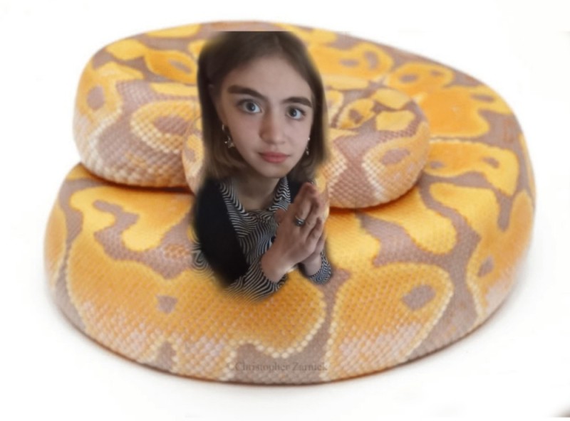 Создать мем: змея королевский питон, ball python, змея питон