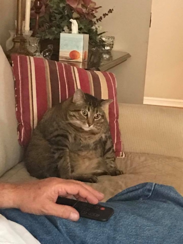Создать мем: толстый котик мем, толстый кот в шоке, жирный кот