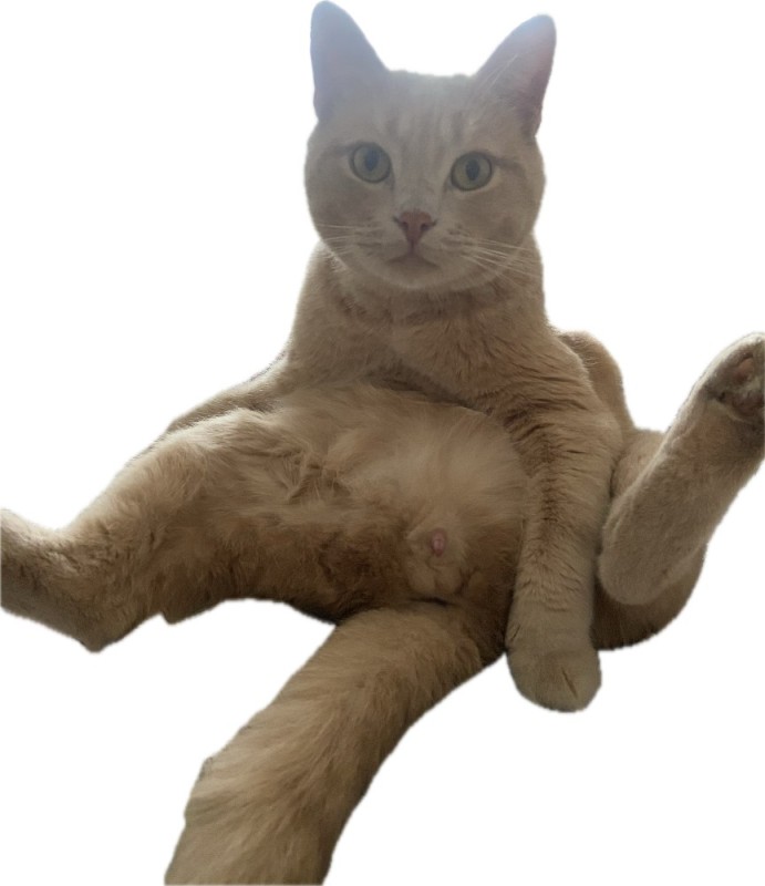 Create meme: cats , the domestic cat , sitting cat