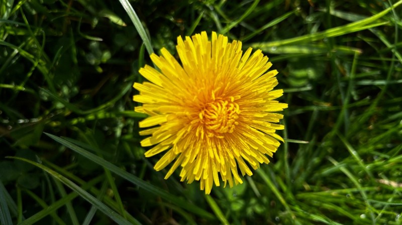 Create meme: yellow dandelion, dandelion meadow, dandelion flower