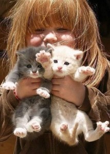 Create meme: animals cats, cute kittens, adorable kittens