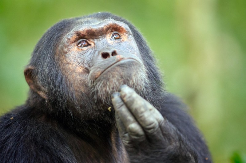 Создать мем: шимпанзе думает, оспа обезьян, обезьяна