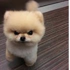 Create meme: dwarf Spitz Pomeranian haircut, dog Spitz, Pomeranian